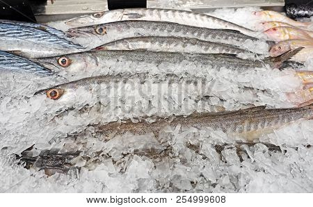 Closeup Group Of Fresh Barracuda On Ice