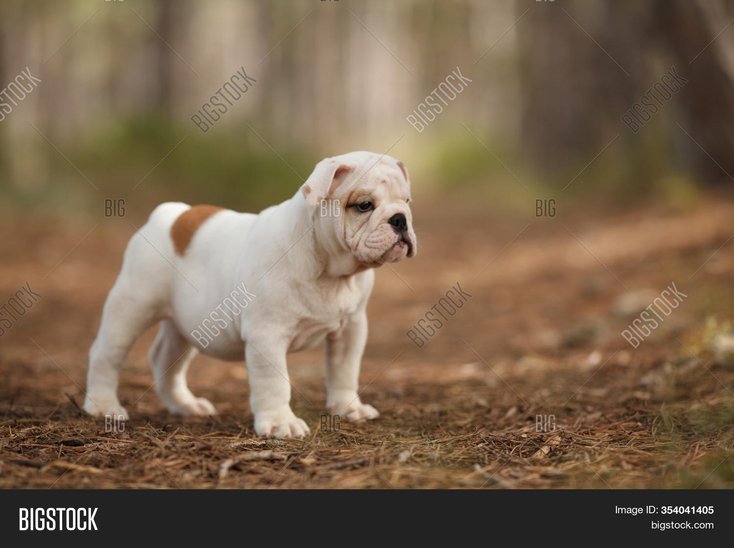 Cute English Bulldog Image Photo Free Trial Stock Cute English Bulldog Image Photo