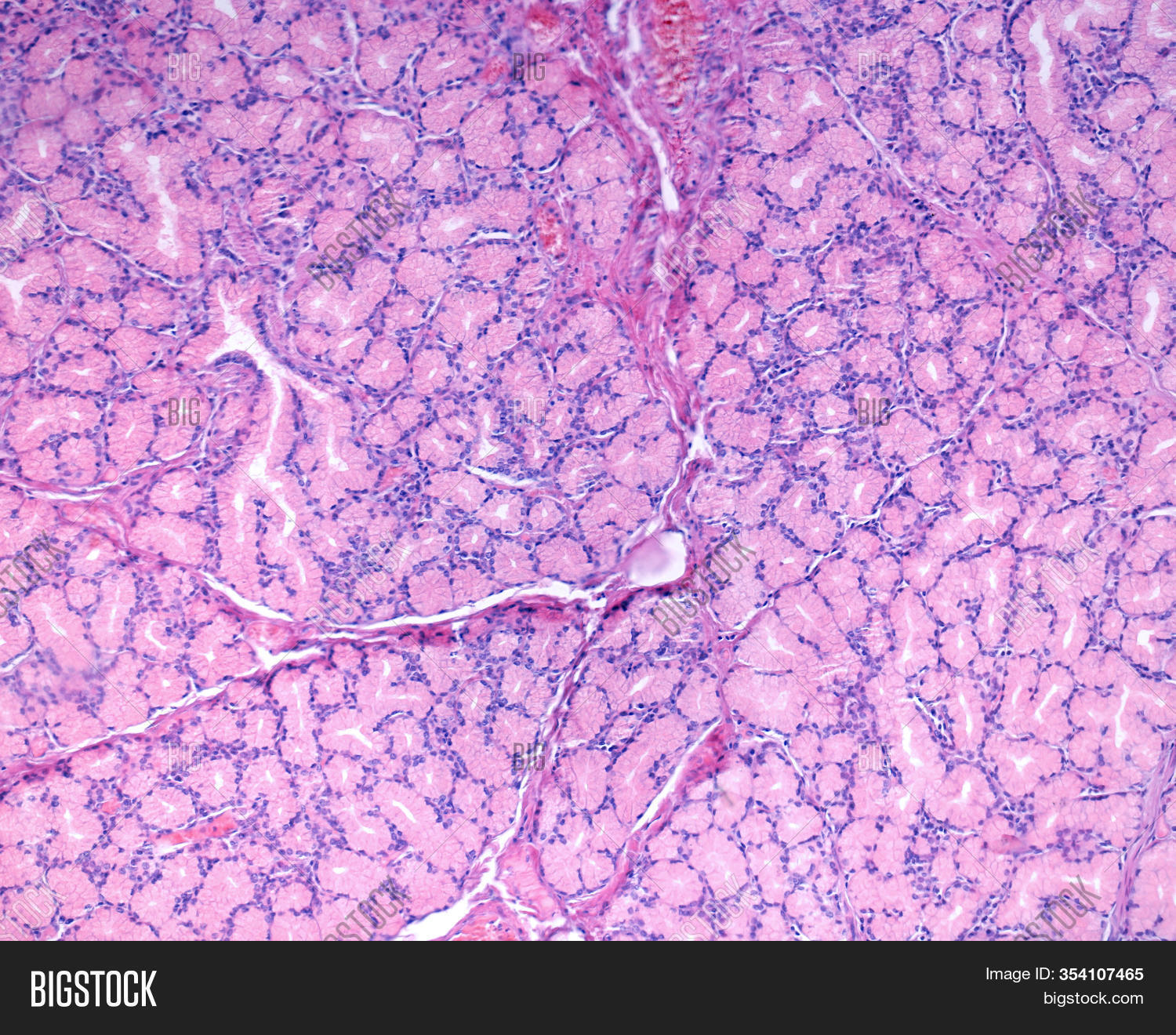 Brunner Glands Image & Photo (Free Trial) Bigstock