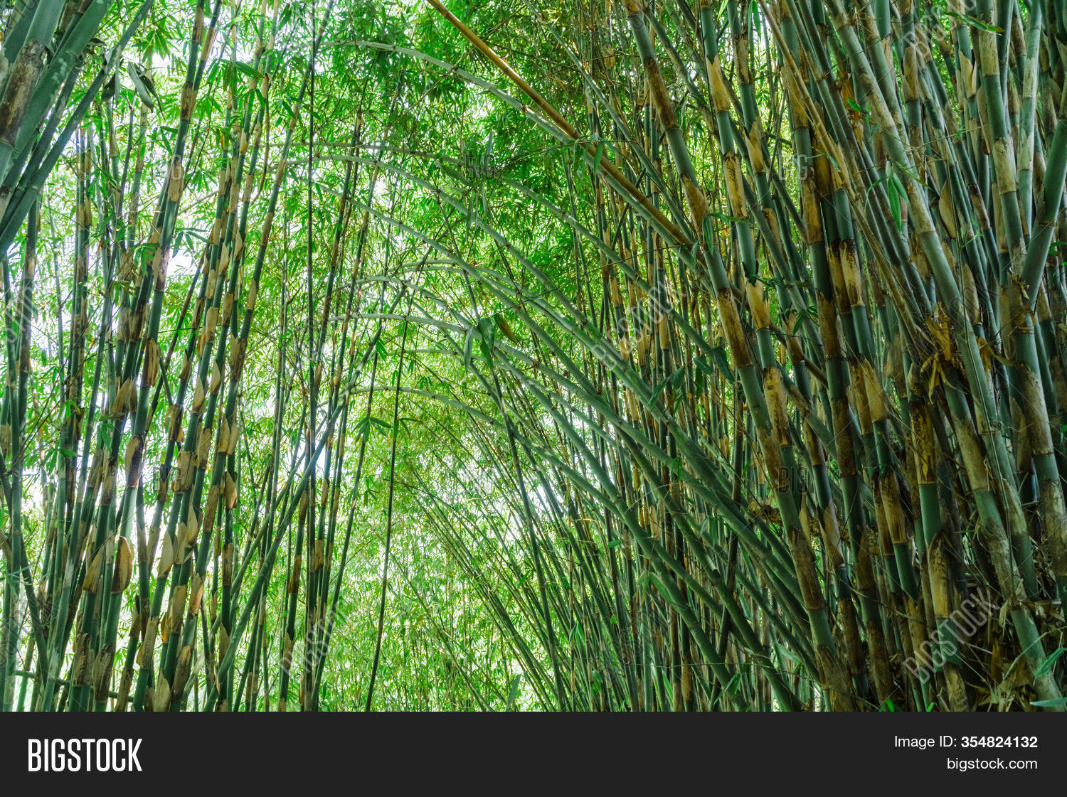 Bamboo Thickets Image & Photo (Free Trial) Bigstock