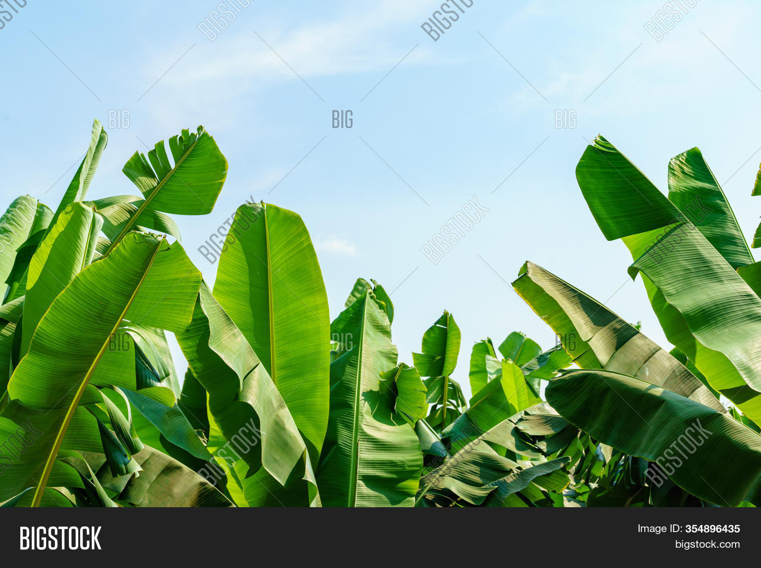 Banana Garden Growing Image & Photo (Free Trial) Bigstock