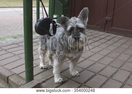 Gray Sad Schnauzer Dog Is Waiting For Its Owner Near The Store. A Dog Leash Is Tied To A Stair Raili
