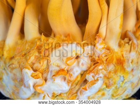Cordyceps Militaris Is A Species Of Fungus In The Family Clavicipitaceae, And The Type Species Of Th
