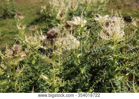 Spiniest Thistle (cirsium Spinosissimum) In Pennine Alps In Switzerland. Europe