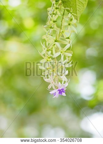 Sandpaper Vine. Purple Wreath. Flower Bunch Purple Bouquet Of Five Petals, Like A Five Pointed Petal