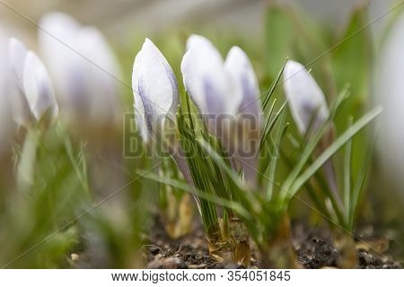 Crocus Blooms City Image Photo Free Trial Stock Crocus Blooms City Image Photo Free
