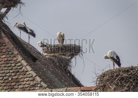 Storks At Affenberg Salem Where There Every Summer Are A Lot Of Storks.