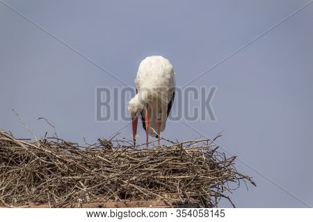 Storks At Affenberg Salem Where There Every Summer Are A Lot Of Storks.