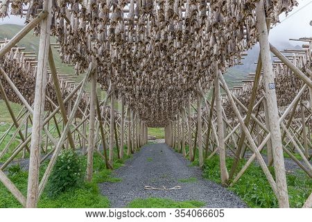 Traditional Drying Cod Fish Heads On Wooden Racks In Winter Season, Lofoten Islands, Norway, Europe