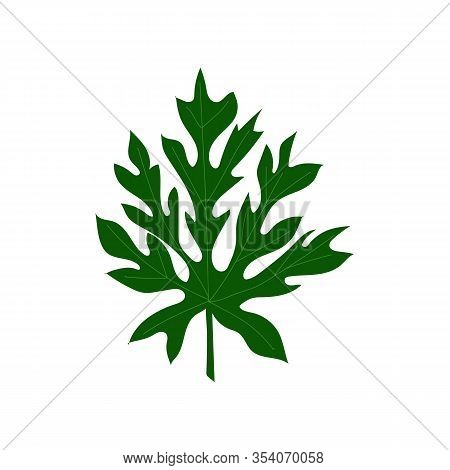 Leaf Of Papaya Fruit Isolated On A White Background. Vector Hand Drawn Illustration.