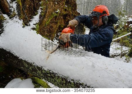 Lumberjack Working On A Uprooted Tree In Snow