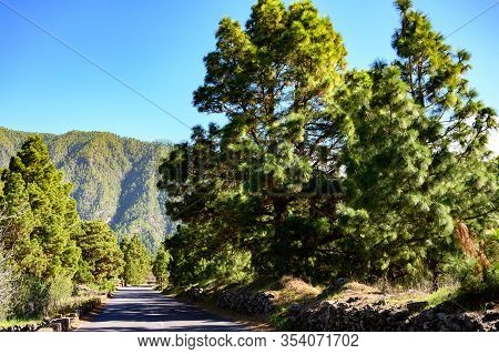 Scenic View On Caldera De Taburiente With Green Pine Forest, Ravines And Rocky Mountains Near Viewpo