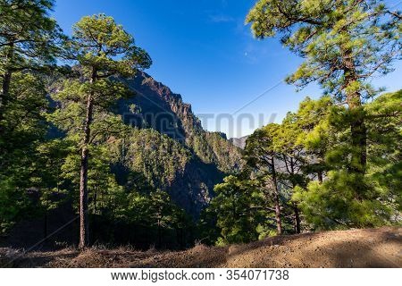 Scenic View On Caldera De Taburiente With Green Pine Forest, Ravines And Rocky Mountains Near Viewpo