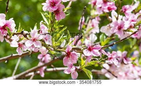 Cherry Colorful Flower In The Garden On A Sunny Summer Or Spring Day. Flower For Postcard Beauty Dec