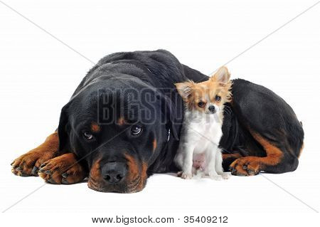 ロットワイラー犬とチワワ子犬