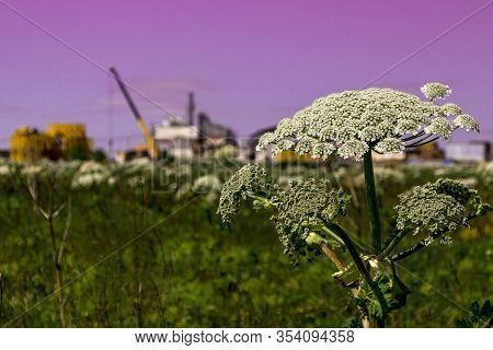 Sosnowsky''s Hogweed Is A Dangerous Herbaceous Flowering Plant. A Giant Flower Against The Red Sky