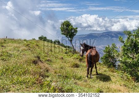 Horse In The Mountains