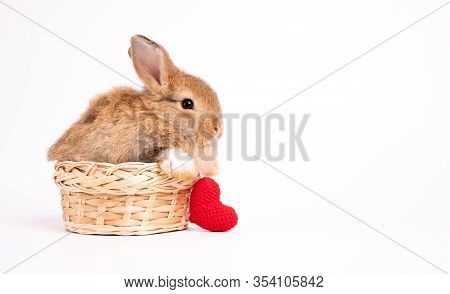 Furry And Fluffy Cute Red Brown Rabbit Erect Ears Are Sitting In Basket With A Red Heart Beside, Iso