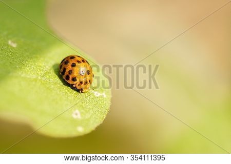 Orange Ladybug