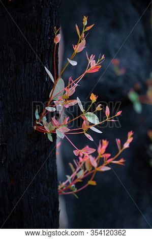 New Plant Growth On A Burnt Tree After The Bush Fires In Australia