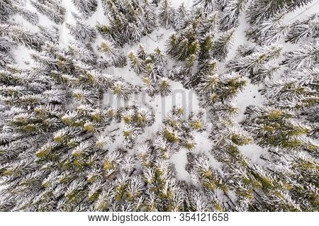 Aerial drone top down fly over winter spruce and pine forest. Fir trees in mountains valley covered with snow. Landscape photography