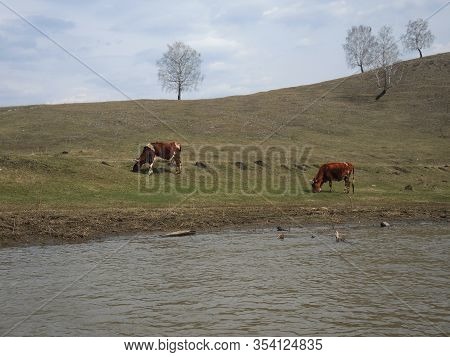 View Across A Wide River Through A Rural Countryside Landscape Of A Farm Field With Grazing Cows, Fl