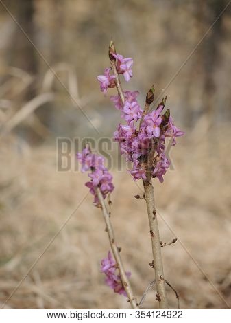 The Beautiful First Pink-lilac Flowers Grow After The Snow Melts In The Forest Among The Old Dry Gra