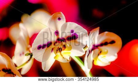 Beautiful white orchid flowers on a black-red background