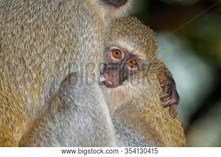 Suckling baby vervet monkey (Cercopithecus aethiops) with its mother, Kruger National Park, South Africa