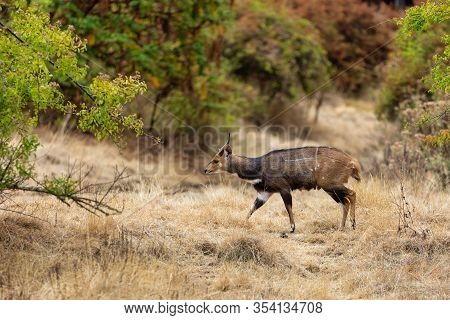 Menelik's Bushbuck Ethiopia. Africa Wildlife