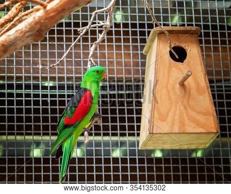 A Red-winged Parrot Sitting On A Perch In Its Cage Beside A Birdhouse For Nesting