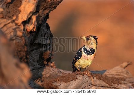 The Crested Barbet (trachyphonus Vaillantii) Sitting On The Branch With Golden Yellow Background. Bi