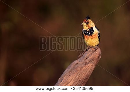 The Crested Barbet (trachyphonus Vaillantii) Sitting On The Branch With Golden Yellow Background. Bi