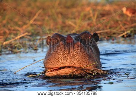 The Common Hippopotamus (hippopotamus Amphibius), Or Hippo Grazing In A River With Water Lily Leaf O