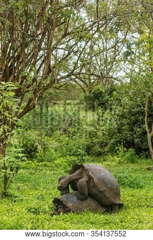 Galapagos Giant Tortoises mating on Santa Cruz Island in Galapagos Islands. Giant Tortoise, Animals, nature and wildlife image close up of tortoise in the highlands of Galapagos, Ecuador.