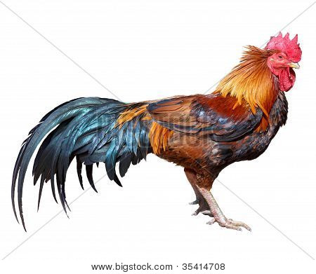 Thai red rooster