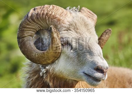 Head Sheep Lamb With Green Defocused Background. Faroe Islands