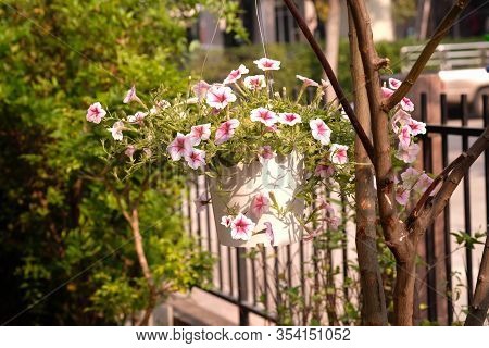 Beautiful Pink Colored Petunias Flowers With Sunlight In The Garden. Petunia Flowers In The Garden. 