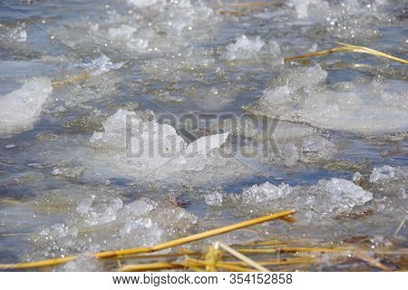 Spring Landscape With A Lake Covered By Melting Snow, The Remains Of Yellow Reeds And A Clear Sky. L