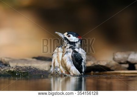 The Great Spotted Woodpecker (dendrocopos Major) Is Bathing And Drinking In Small Forest Pond With R