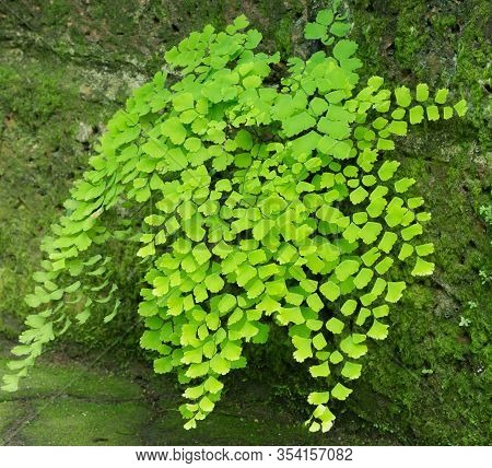 Fern Leaf In The Garden, Adiantum, Maidenhair Fern