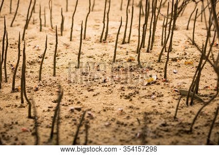 Uca Vocans, Fiddler Crab Walking In Mangrove Forest At Phuket Beach, Thailand