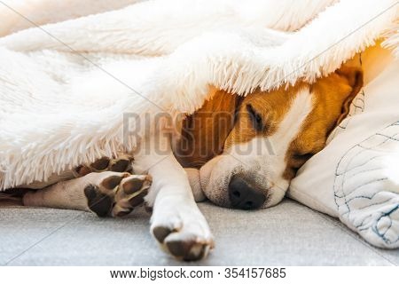 Adorable Beagle Dog Sleeps On A Sofa Under Blanket. Dog Bright Background. Canine Concept.