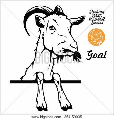 Peeking Goat Chews Hay - Cheerful Goat Peeking Out - Face Head Isolated On White - Vector Stock