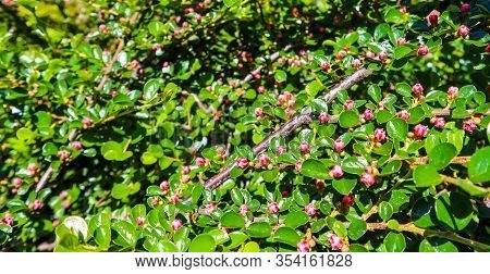 Small Pink Flower Buds Of A Cotoneaster Horizontalis Bush In The Garden In Spring.