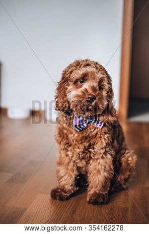 5 Months Old Cockapoo Red Puppy Cross Breed