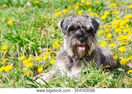 Portrait Of A Gray Miniature Schnauzer Dog Posing Outdoors In Yellow Spring Flowers. A Beautiful Dog