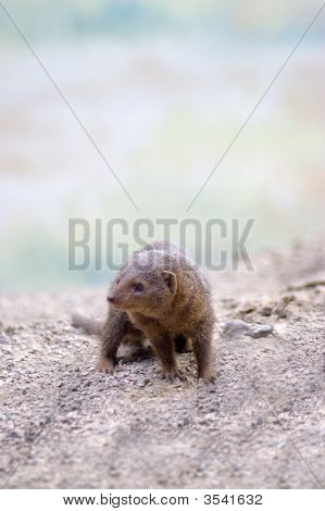 Roztomilý Mongoose