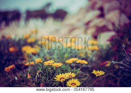 Photo Of Bright Yellow Decorative Flower Gazania Linearis In Tunisia