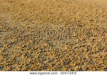 Closeup Of Sand Urface Covered With Many Small Sandy Crab Balls. Abstract Background Of Many Small S
